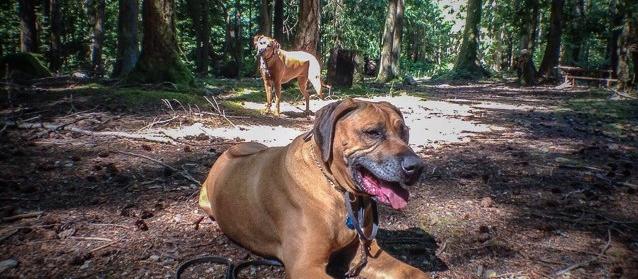 Dog Friendly Malahat, BC