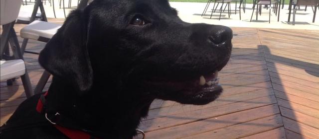 Dog Friendly Tifton, GA