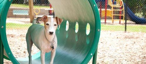 dog tunnel dog tunnel