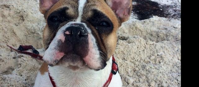 Dog Friendly Carrabelle Beach, FL