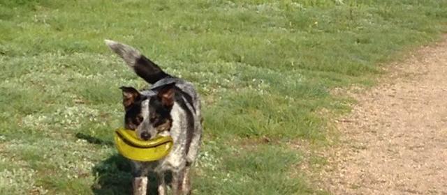 My dog loves this park My dog loves this park