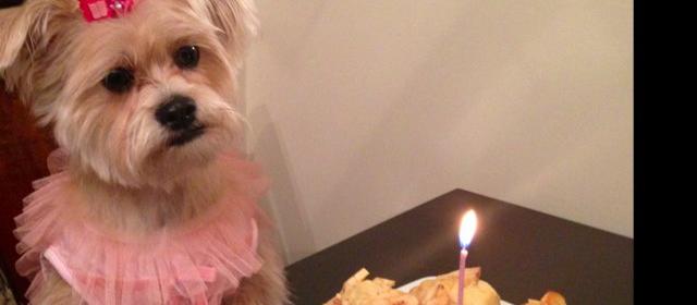 Dog Friendly Scotch Plains, NJ