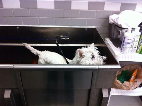 petco self service dog wash