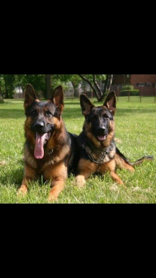 beyond obedience dog training