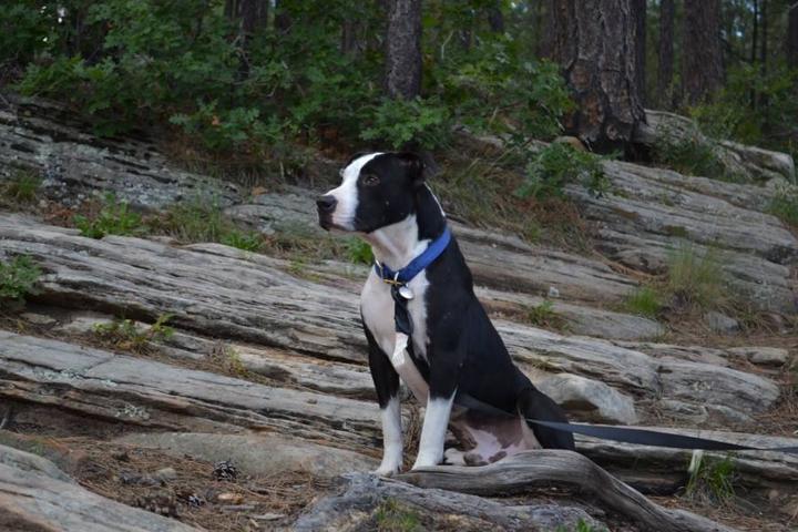 Pet Friendly Standing Proud Pit Bull Rescue