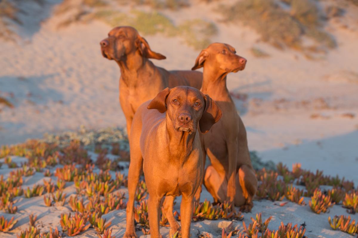 Modern Pet Portraiture — Creative Pet Photography by Diana Lundin