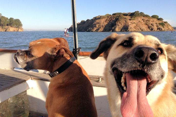 Pet Friendly Barbary Ghost Yacht Tours