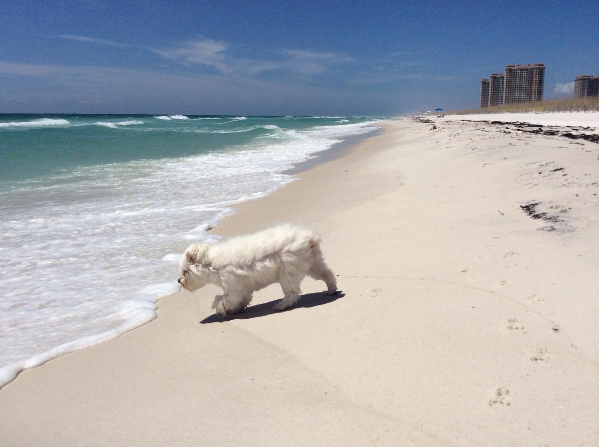 dog beach in pensacola        <h3 class=