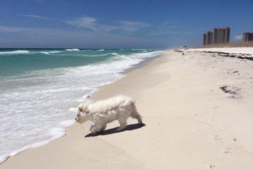 Get Dog Friendly Activities In Pensacola Beach Fl Bringfido Free HD Wallpaper Dog Friendly Activities In Pensacola Beach Fl Bringfido For Android