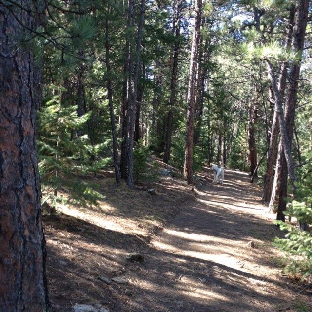 Elk Meadow Open Space Bark Park