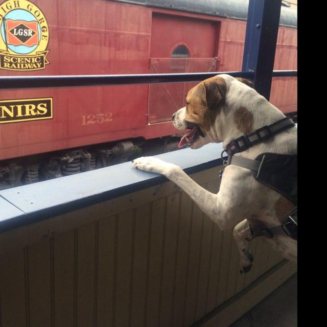 Dog Friendly Activities in Jim Thorpe, PA - BringFido