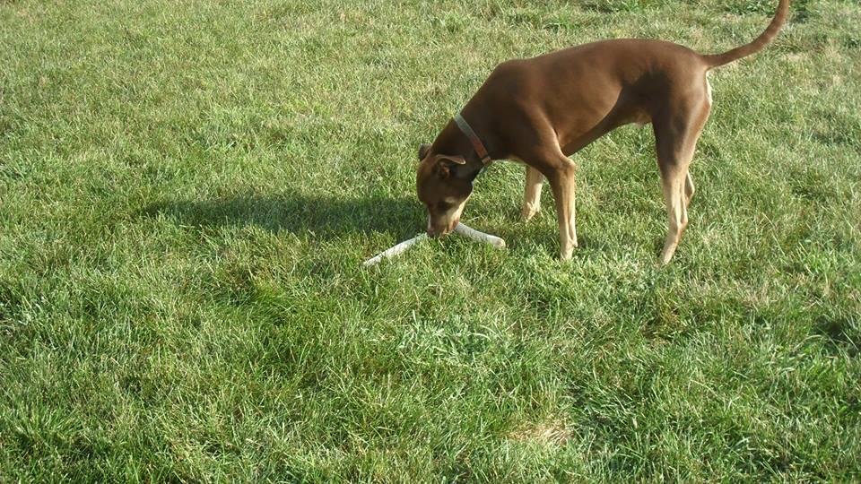 Creature Comforts Pet Sitting Of Seattle