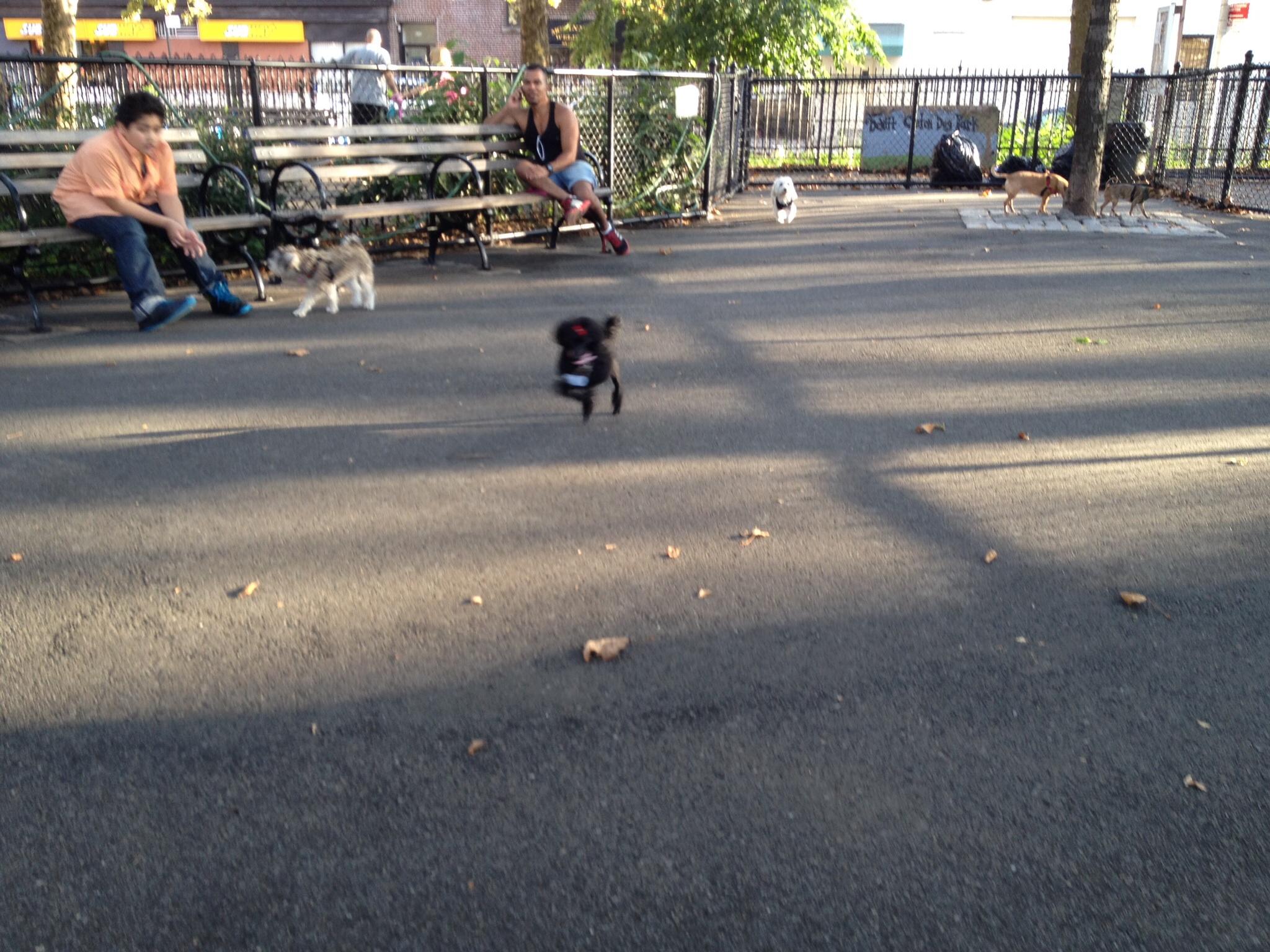 Pet Friendly Dog Run at de Witt Clinton Park