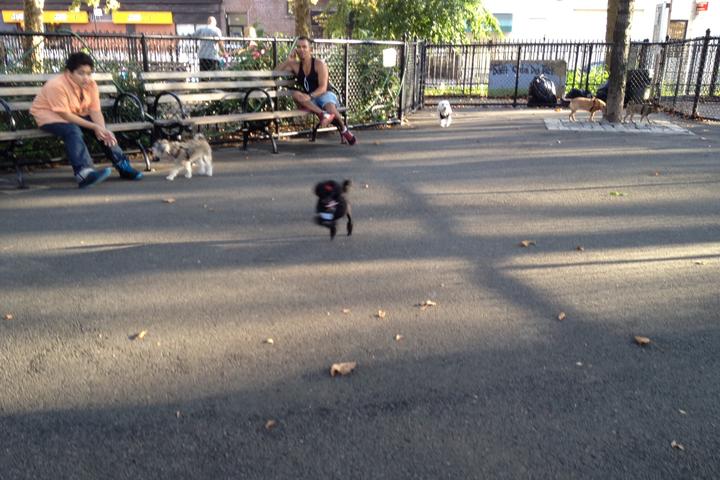 Pet Friendly Dog Run at de Witt Clinton Park