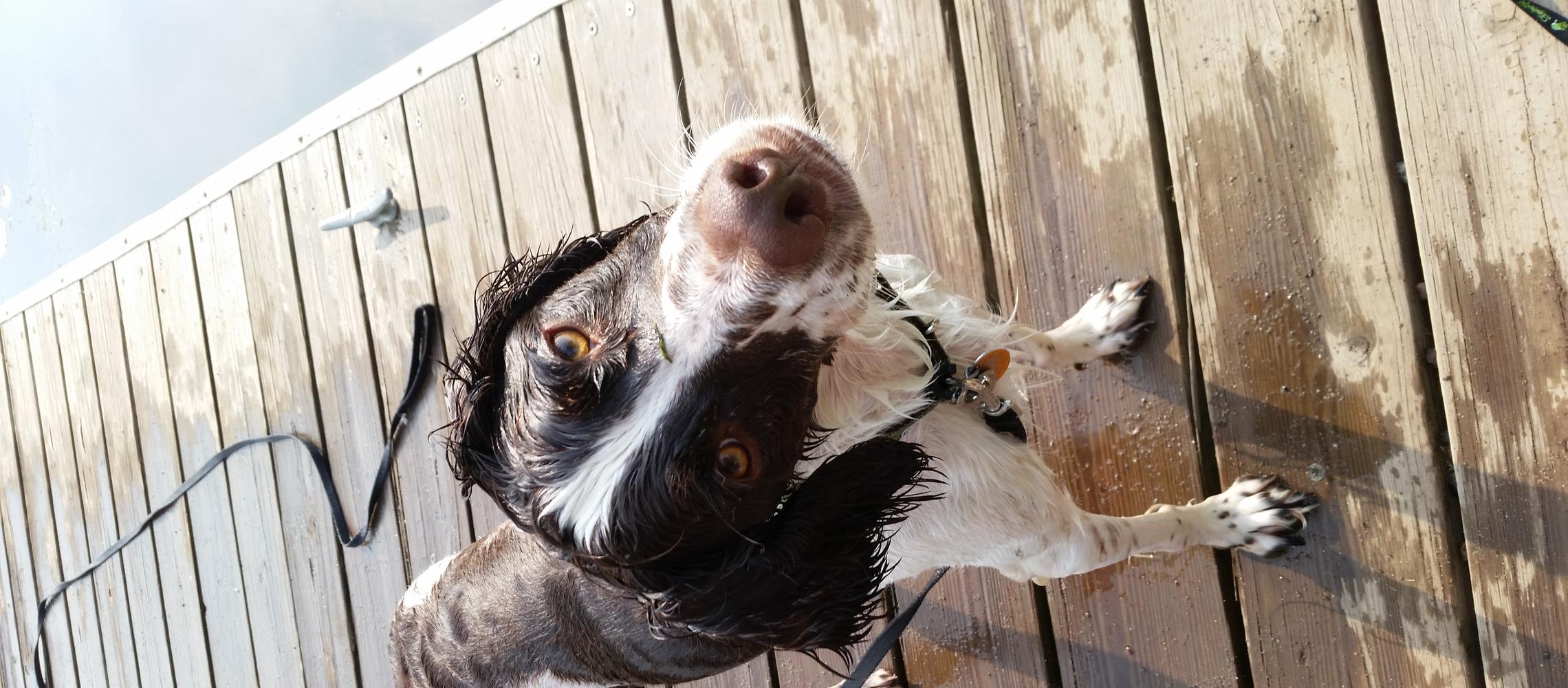 Dog Friendly Moose Lake, MN