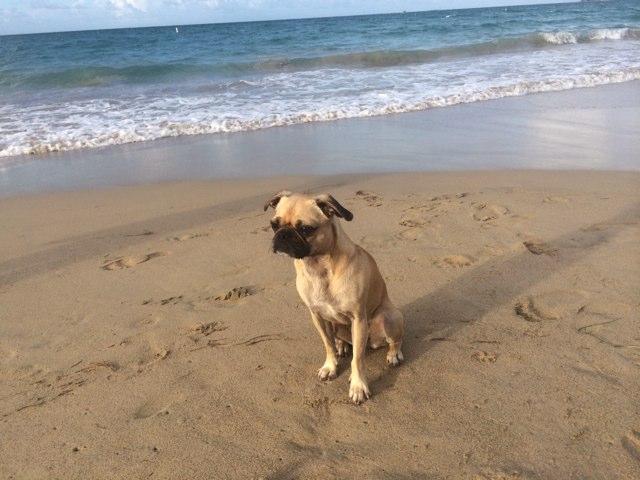 Dog Friendly Beaches in Mexico \u0026 the 
