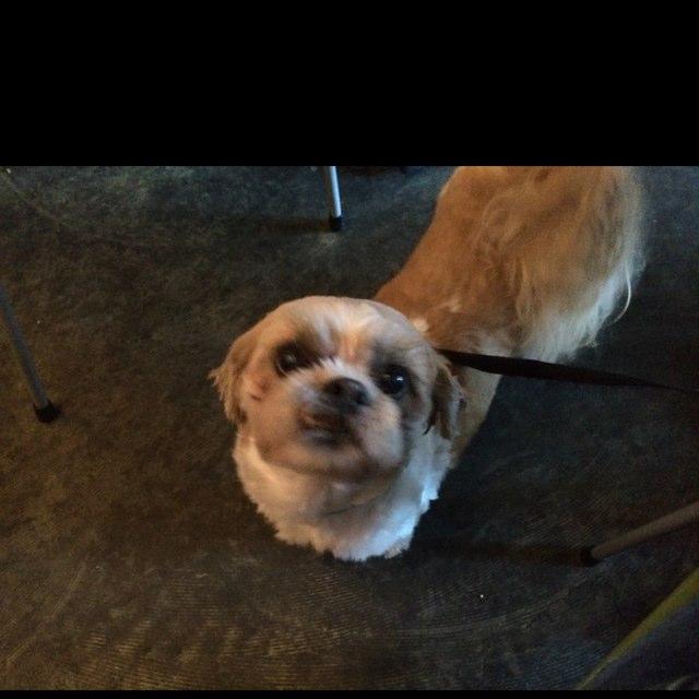 Dog Friendly Ballard, WA BringFido