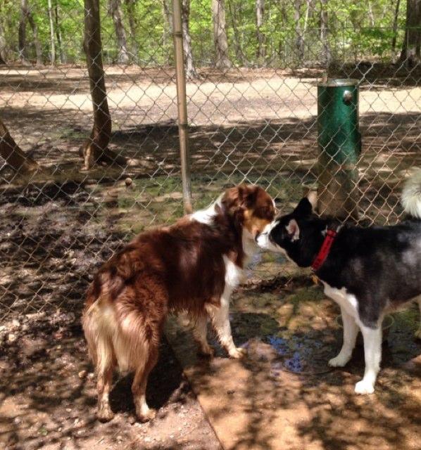 bark park in greensboro near Jaycee park