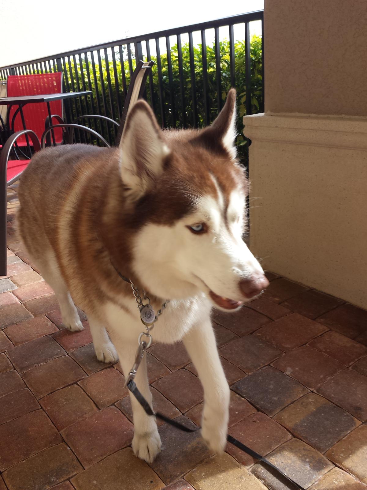 Dog Friendly Cape Coral, FL