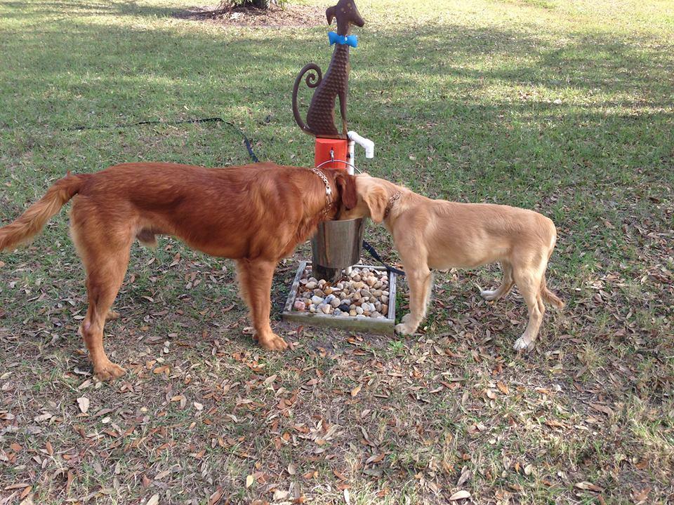 Directory Of Doggie Daycare Boarding In Englewood Fl Bringfido