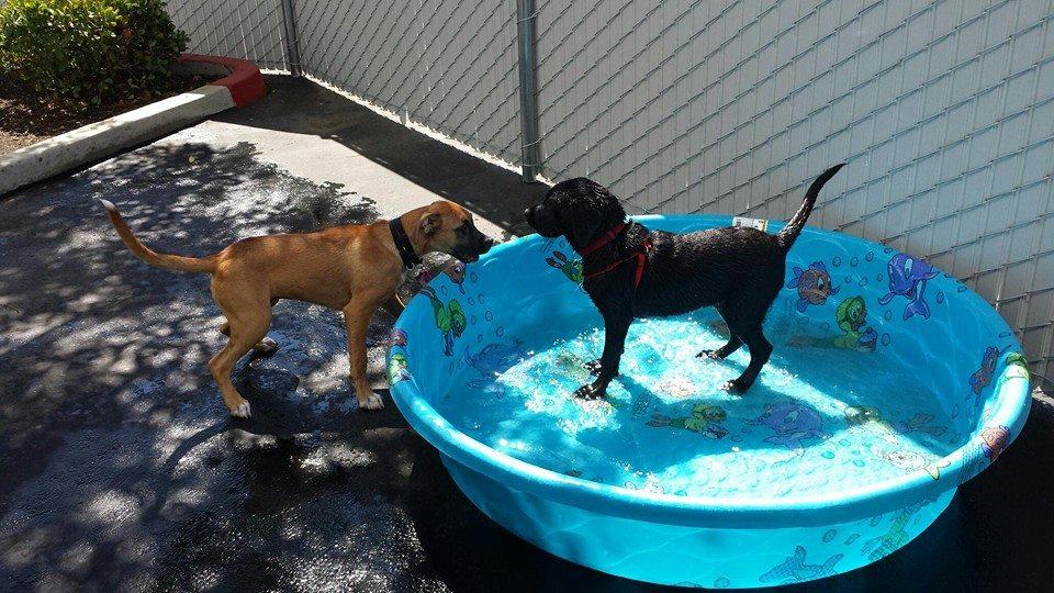 diggity doggy daycare