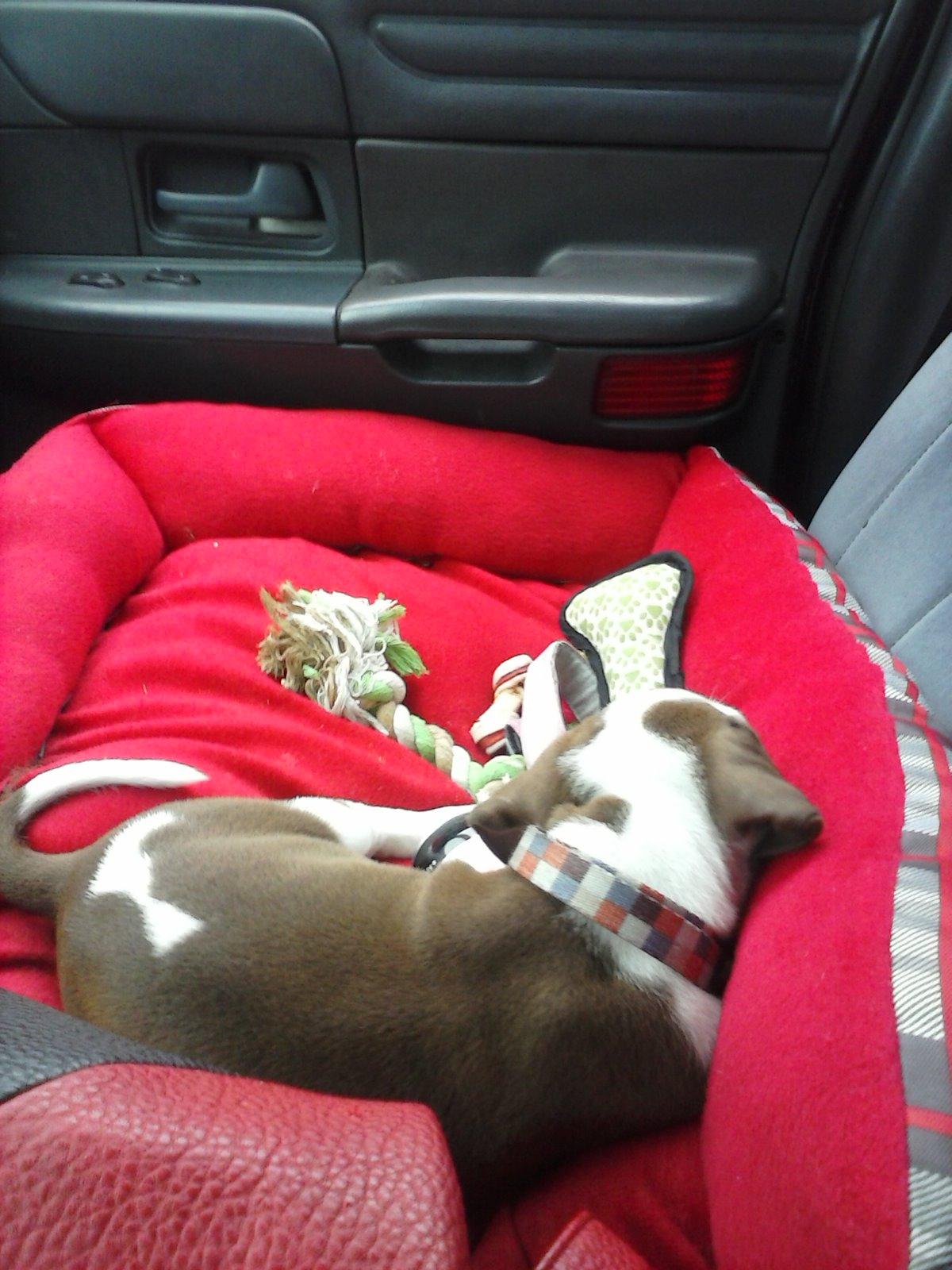 puppy love!!!
