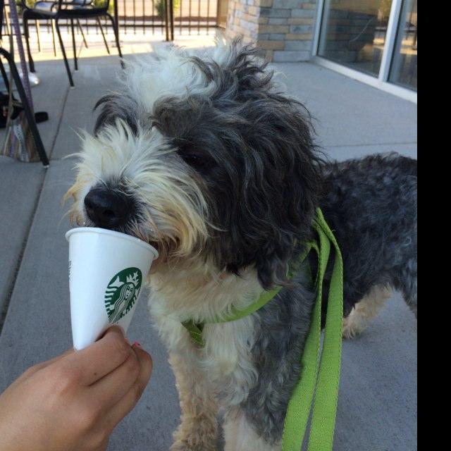 Pet Friendly Starbucks Loop 20