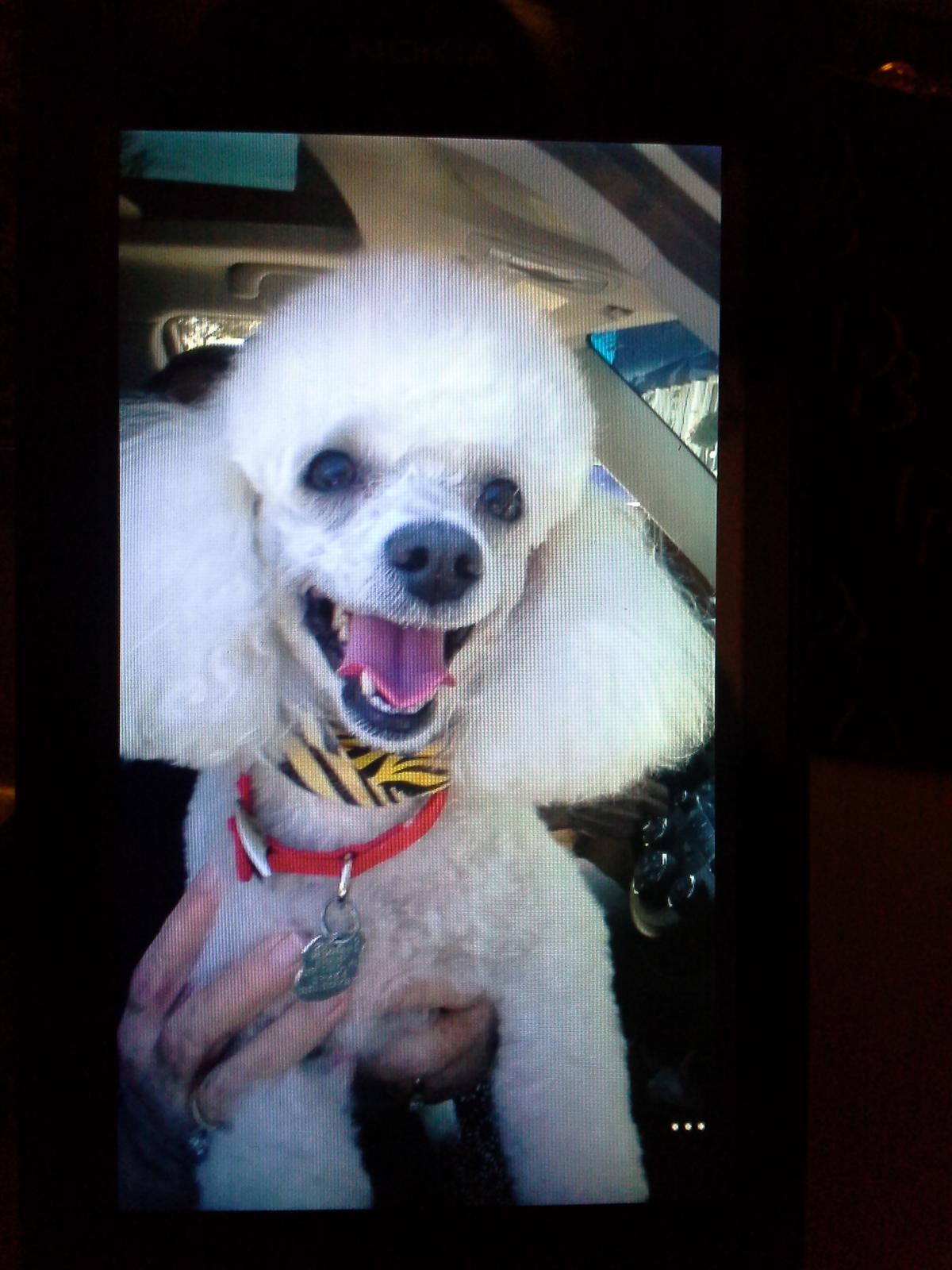 shampooch grooming salon