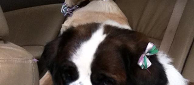 Dog Friendly Crestview Hills, KY