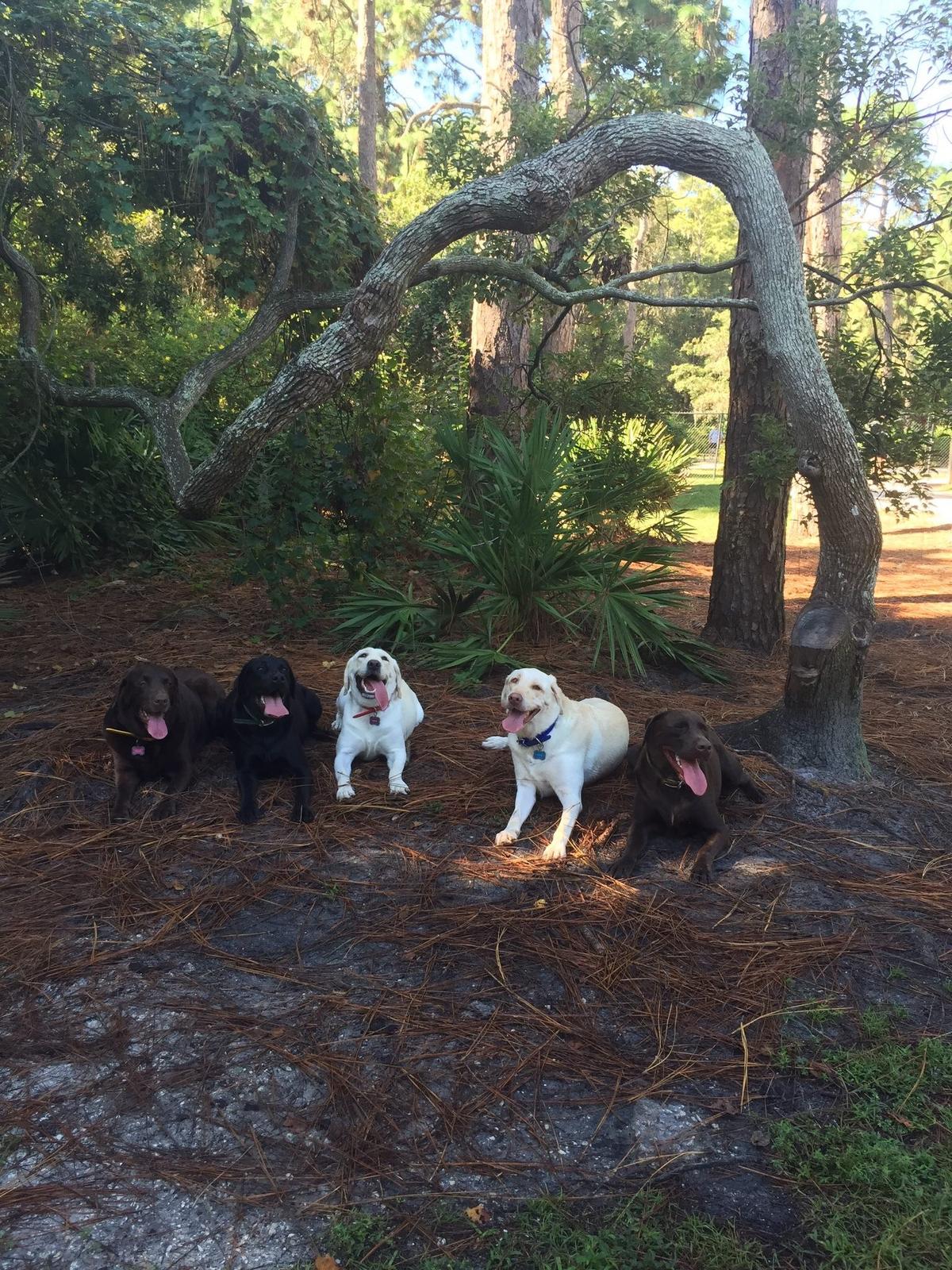 Exploring Indian Rocks Beach Dog Park: A Pet Paradise