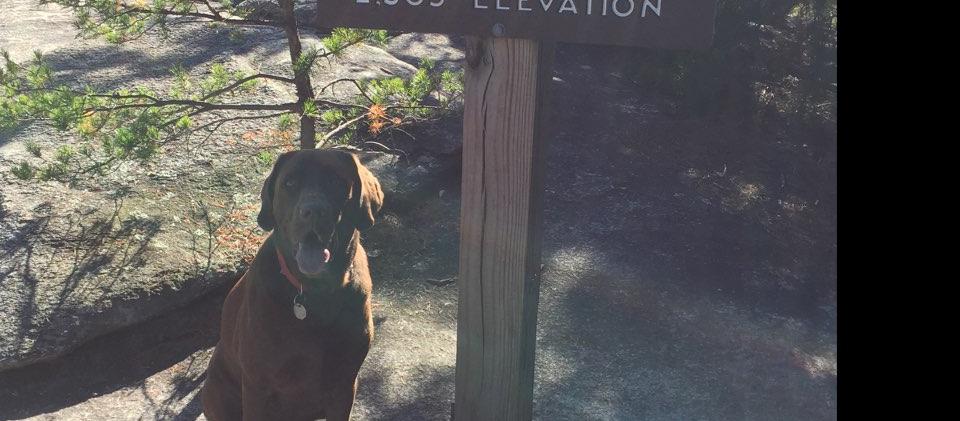 Dog Friendly Wilkesboro, NC