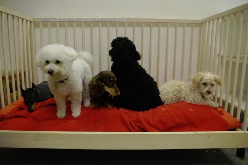 Pet Friendly Pup Culture Dog Daycare & Grooming