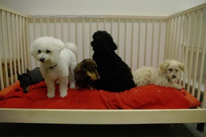 Pet Friendly Pup Culture Dog Daycare & Grooming