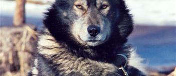 Dog Friendly Tok, AK