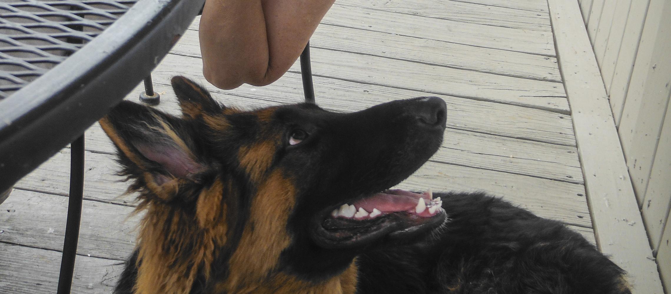 Dog Friendly Solomons, MD