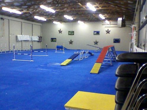 agility gym for dogs
