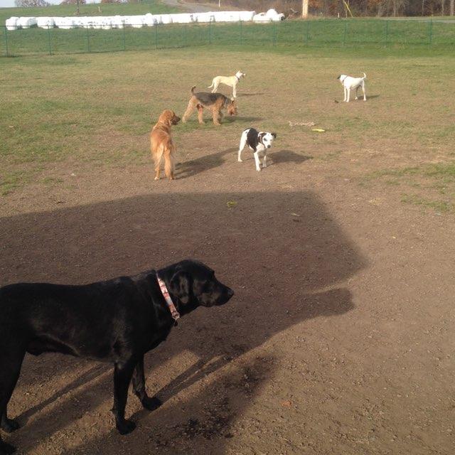 bark collar city farmers