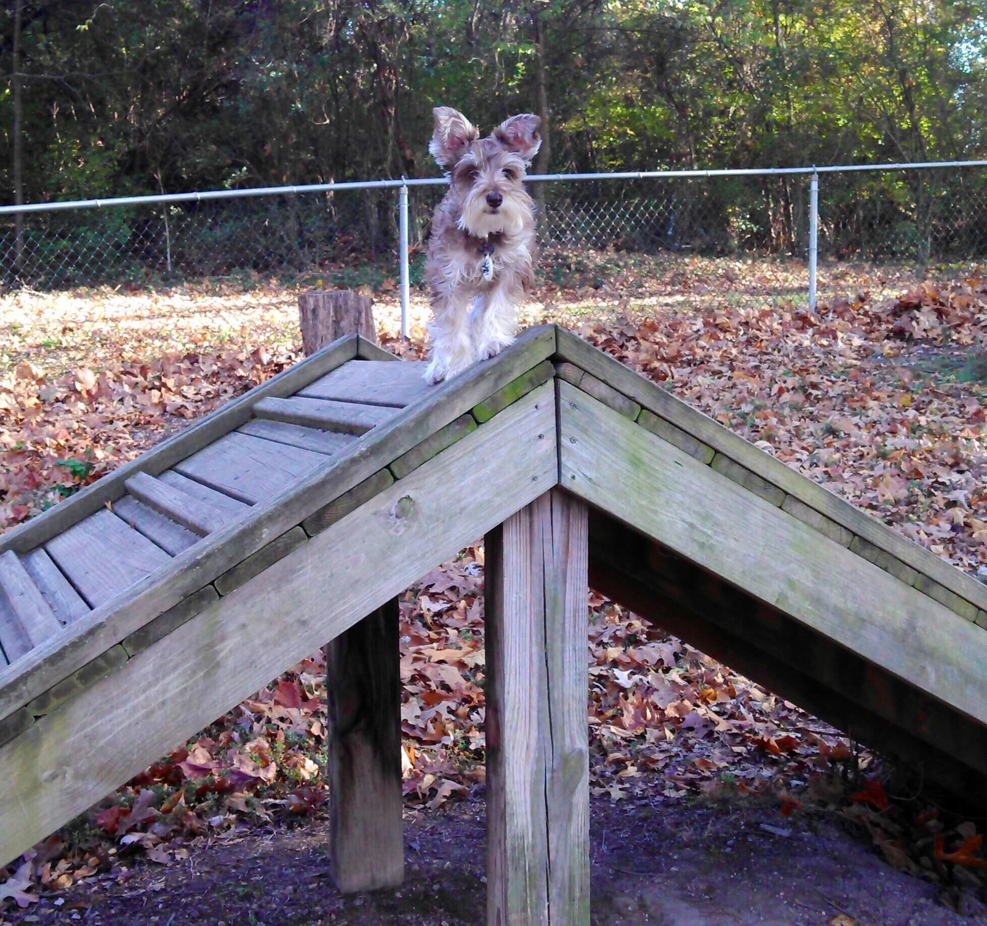 Pet Friendly Petsafe Dogwood Dog Park at Victor Ashe Park