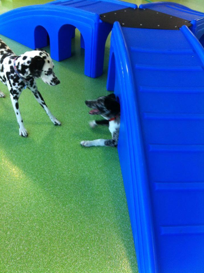 Citydog daycare best sale