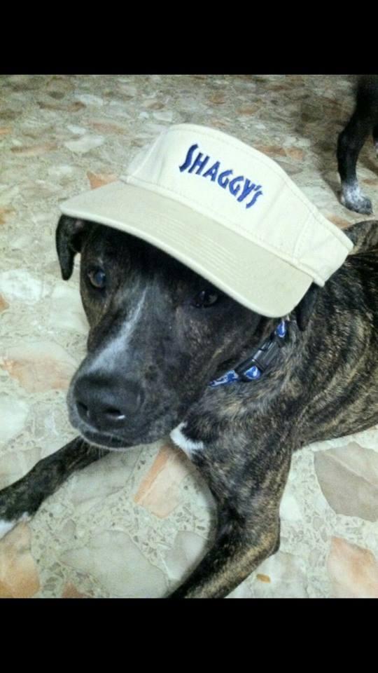 Dog Friendly Pensacola Beach Fl