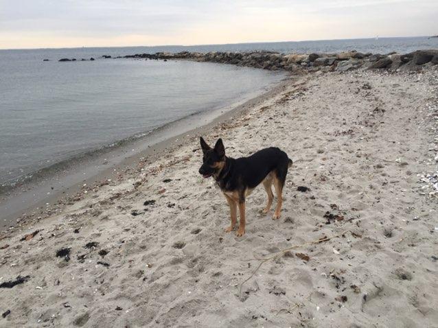 Pet Friendly Compo Beach Off-Leash Dog Area