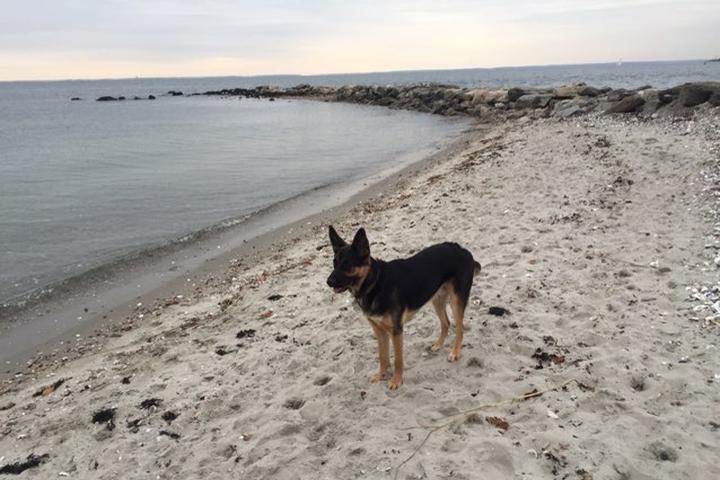 Pet Friendly Compo Beach Off-Leash Dog Area