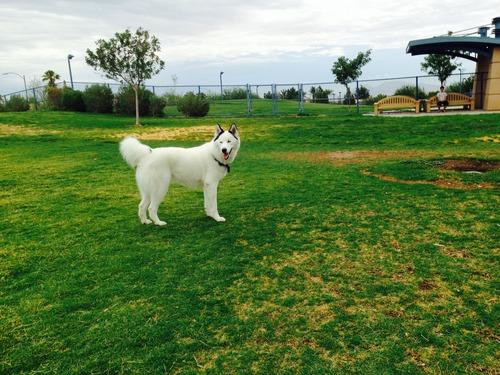 dog parks in las vegas dog parks in las vegas