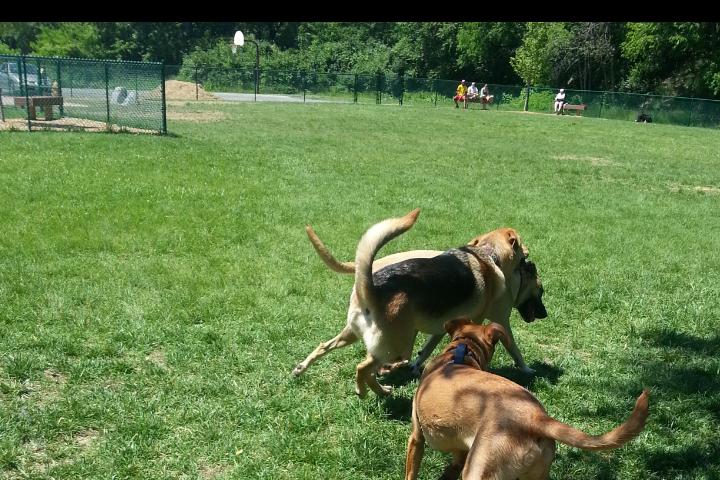 Pet Friendly Hamilton Bark Park at Veterans Park