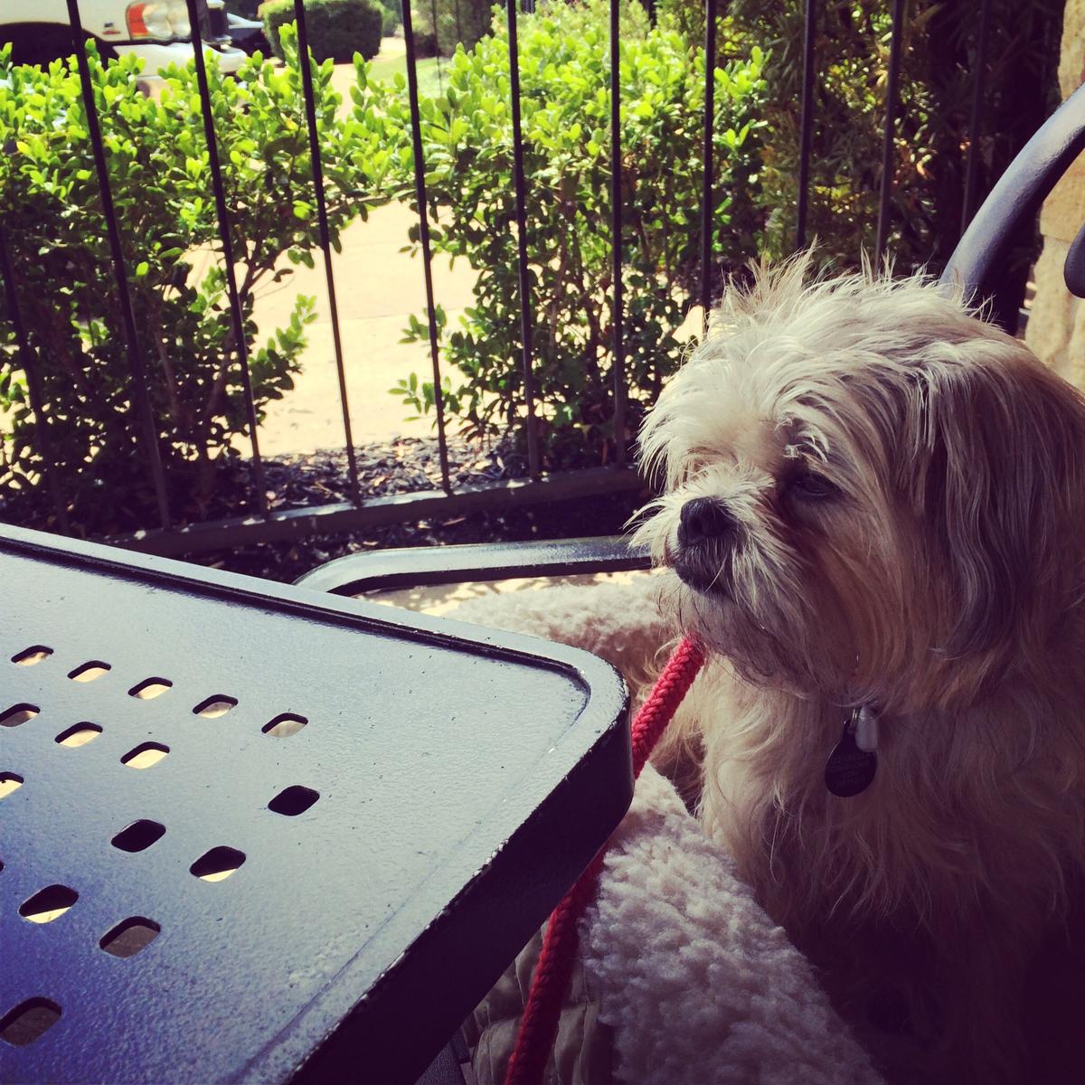 Dog Friendly Tyler, TX