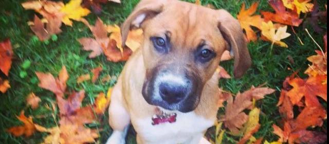 Dog Friendly Tigard Or Bringfido