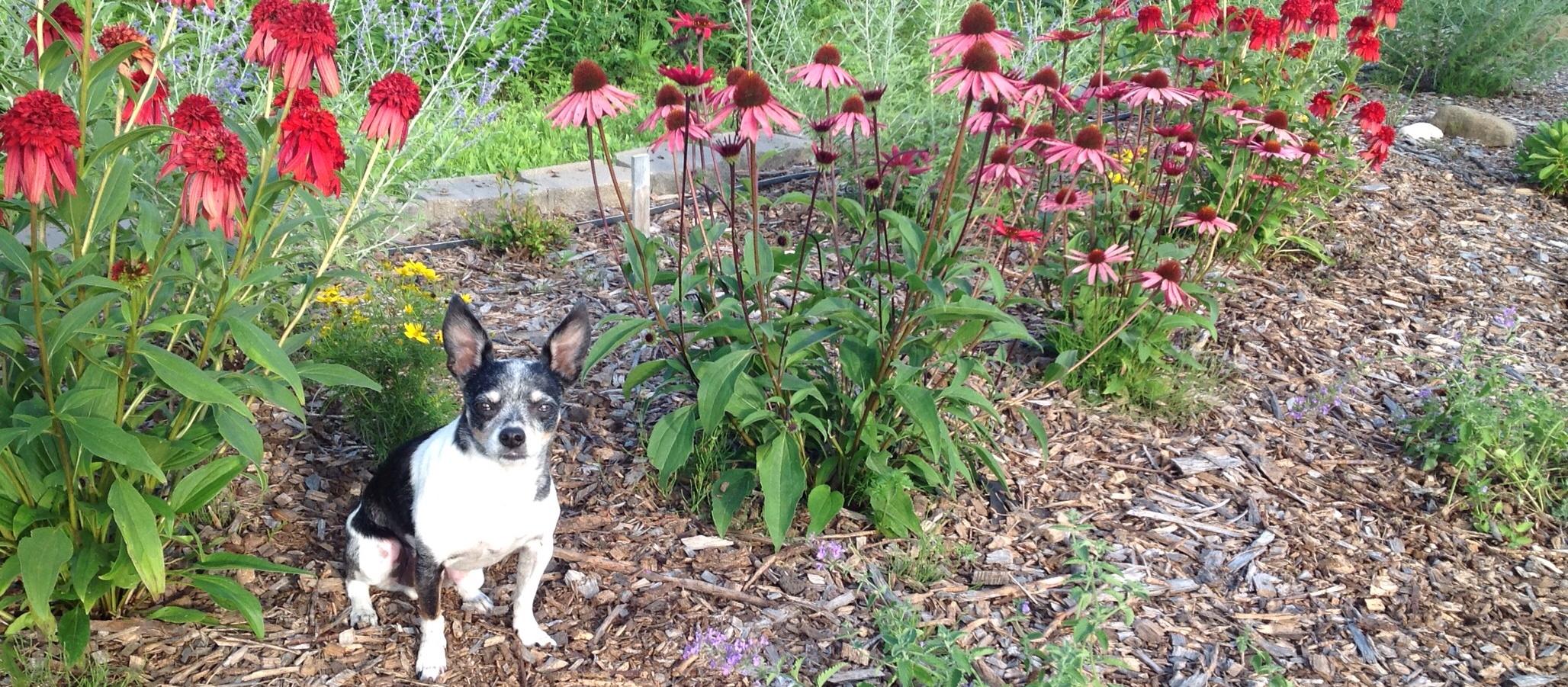 Dog Friendly Sugar Grove, IL