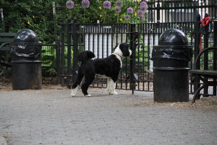 Pet Friendly Dog Run at Stuyvesant Square Park