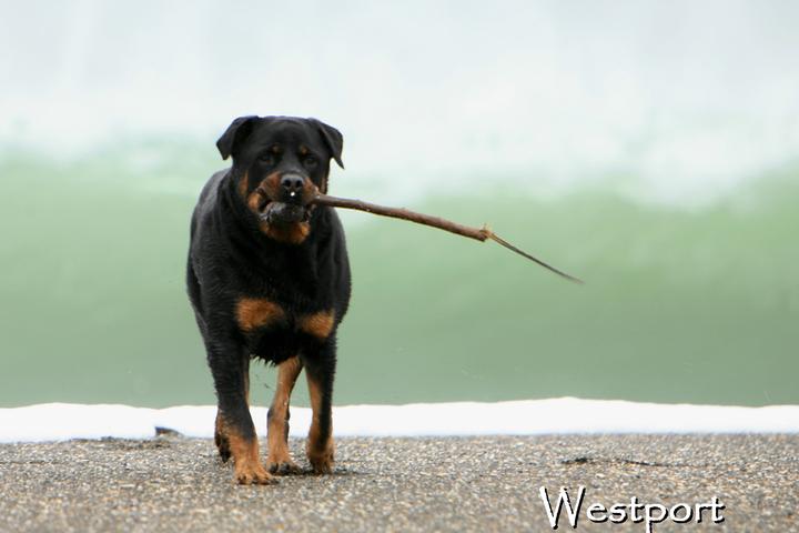 Dog friendly casino hotels Dog friendly casino hotels