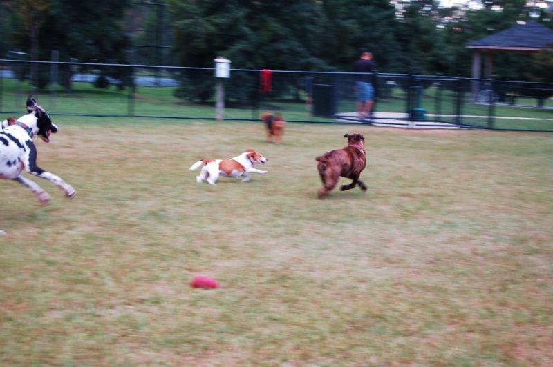 how do you start a community dog park